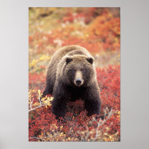 Poster États-Unis, Alaska, Parc national Denali, ours gri