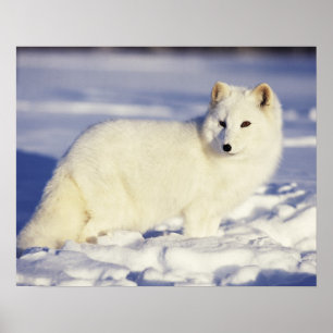 Poster États-Unis, Alaska. Renard arctique en manteau d'h