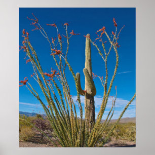 Poster États-Unis, Arizona. Cactus Dans Le Parc National 