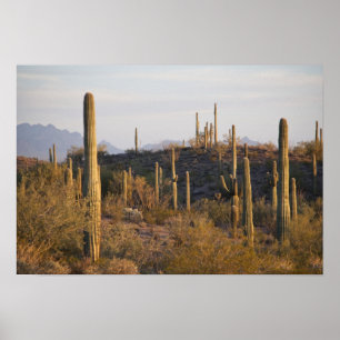 Poster États-Unis, Arizona, désert de Sonora, Ajo, Ajo 2