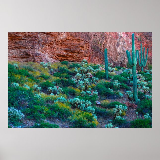 Poster États-Unis, Arizona. Flore du désert (Devant)