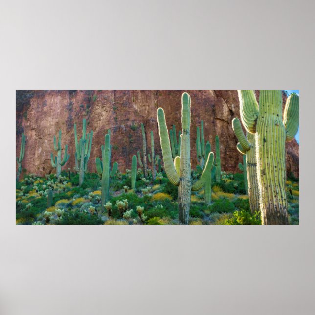 Poster États-Unis, Arizona. Le Champ De Cactus Du Saguaro (Devant)