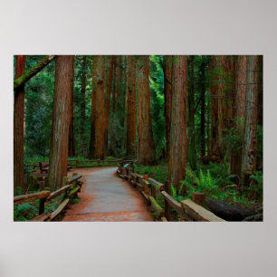 Poster États-Unis, Californie. Chemin parmi les séquoias 