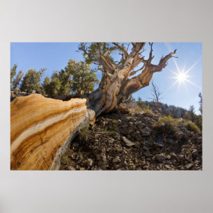 Poster États-Unis, Californie, Forêt nationale d'Inyo 13