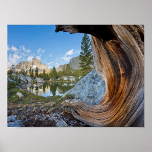 Poster États-Unis, Californie, Forêt nationale d'Inyo. An