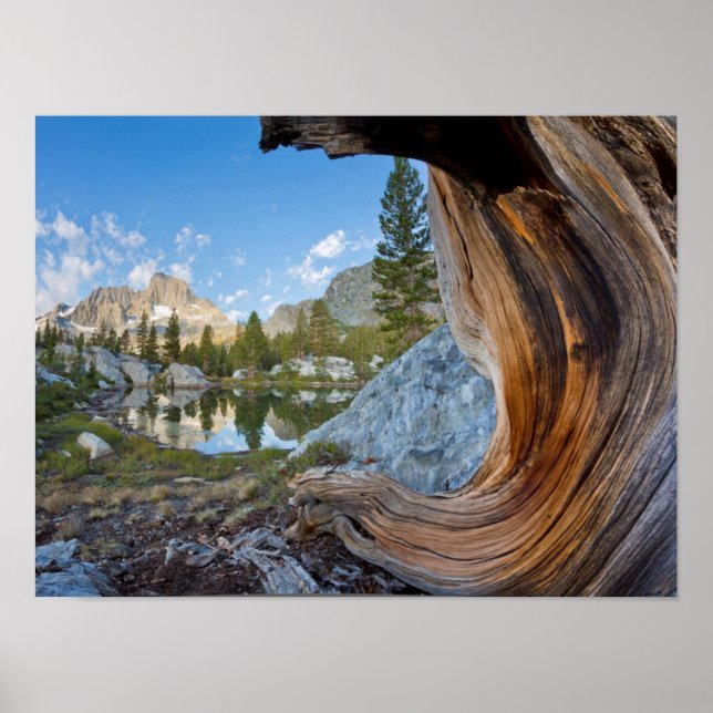 Poster États-Unis, Californie, Forêt nationale d'Inyo. An (Devant)
