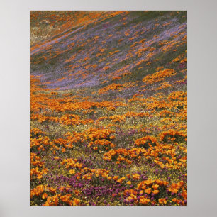 Poster États-Unis, Californie, Montagnes de Tehachapi, 2