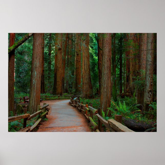 Poster États-Unis, Californie. Path Among Séquwoods (Devant)