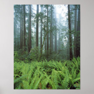 Poster États-Unis, Californie, Redwood NP. Fermes et