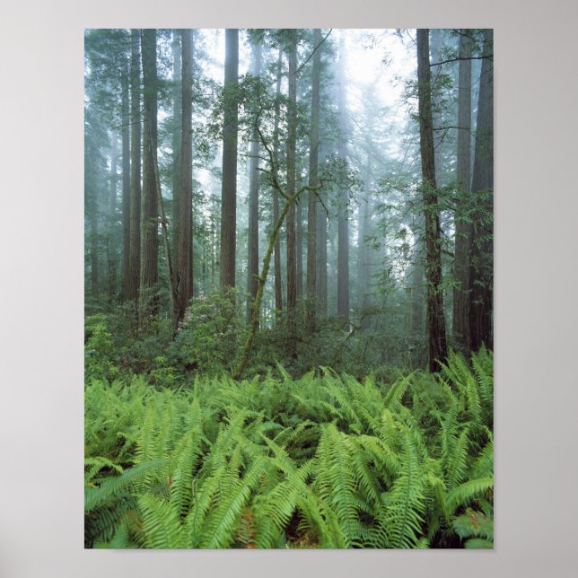 Poster États-Unis, Californie, Redwood NP. Fermes et (Devant)