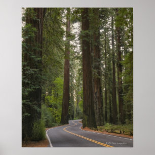 Poster États-Unis, Californie, route à travers la forêt d