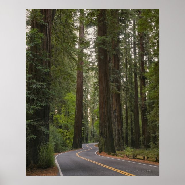 Poster États-Unis, Californie, route à travers la forêt d (Devant)