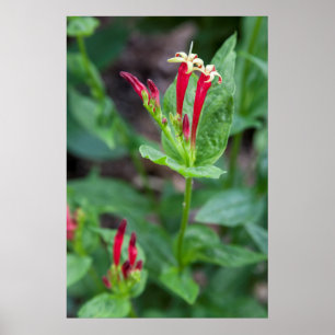 Poster États-Unis, Caroline du Nord, Asheville. Pink ind