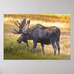 Poster États-Unis, Colorado, Cameron Pass. Orignal mâle