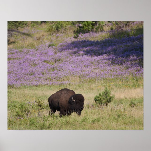 Poster États-Unis, Dakota du Sud, Bison américain (Devant)