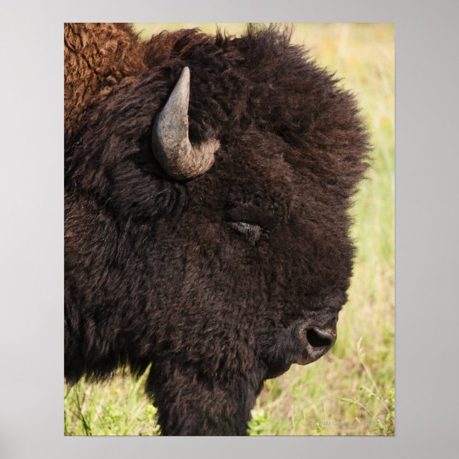 Poster États-Unis, Dakota du Sud, Bison américain (Bison) (Devant)