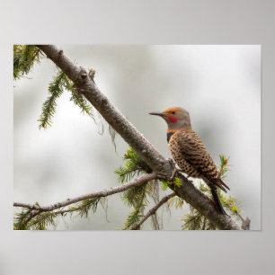 Poster États-Unis, État de Washington. Pic flamboyant mâl