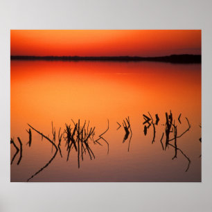Poster États-Unis, Floride. Silhouettes de branches d'arb