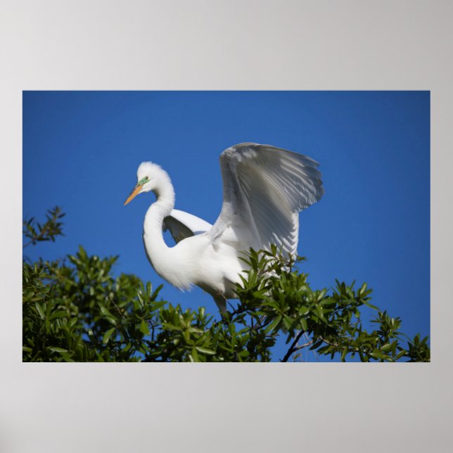 Poster États-Unis, Floride, St. Augustine, Aigrette (Devant)