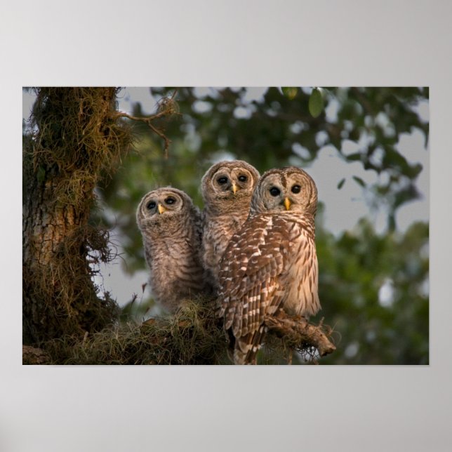 Poster Etats-Unis, Floride, Zones Humides de Viera. Trois (Devant)