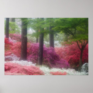 Poster États-Unis; Géorgie; Montagne des pins. Azaleas à