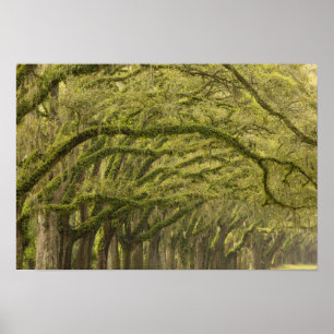 Poster États-Unis ; Géorgie ; Savannah. Chênes avec
