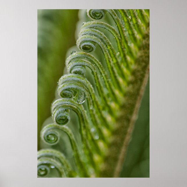 Poster Etats-Unis, Géorgie, Savannah, Gros Plans De Nouve (Devant)