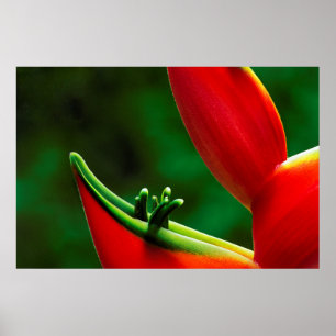 Poster États-Unis, Hawaï, Hilo. Heliconia