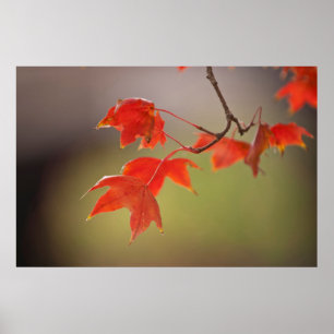 Poster États-Unis, Kansas, Feuilles rouges au début de 