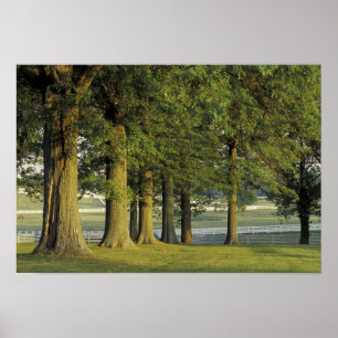Poster États-Unis, Kentucky, Lexington. Rangée d'arbres e