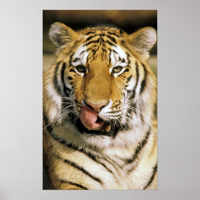 Poster États-Unis, Michigan, Détroit. Zoo de Détroit, tig (Devant)