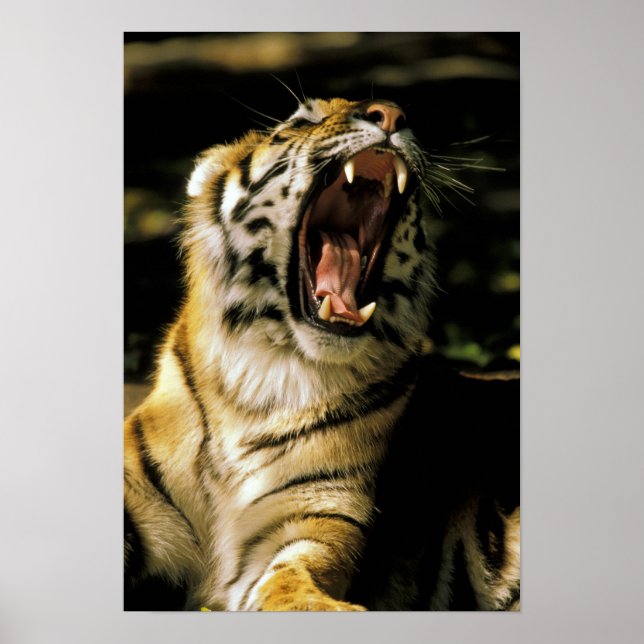 Poster États-Unis, Michigan, Détroit. Zoo de Détroit, tig (Devant)