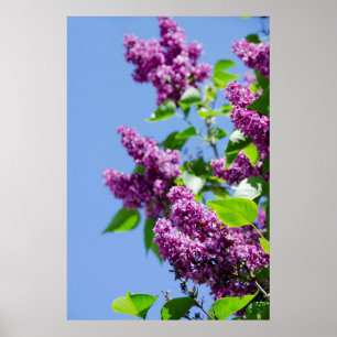 Poster États-Unis, Michigan, lac Michigan, île Mackinac