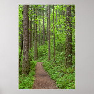 Poster États-Unis, Oregon, gorge de Columbia. Elowah Fall