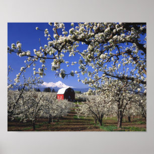 Poster États-Unis, Oregon, Hood River Valley, Verger de p