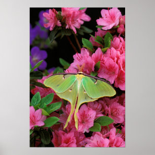 Poster États-Unis, Pennsylvanie. Actias luna sur clématit