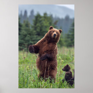 Poster États-Unis, sud-est de l'Alaska, ours Brown et pet