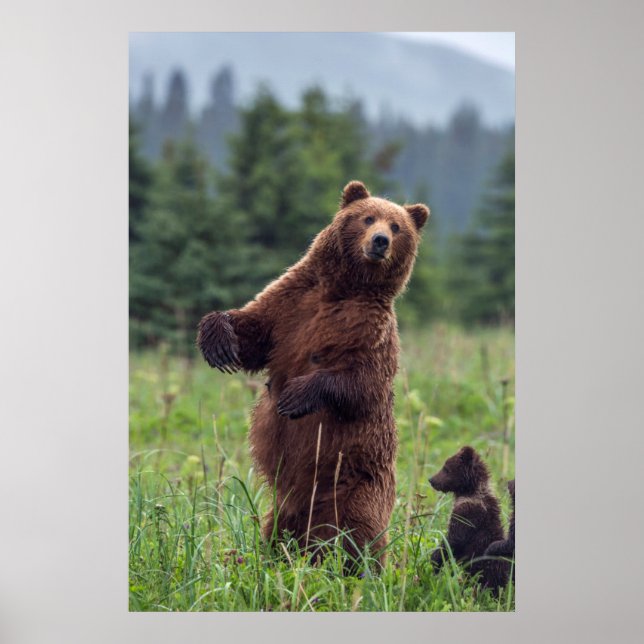Poster États-Unis, sud-est de l'Alaska, ours Brown et pet (Devant)