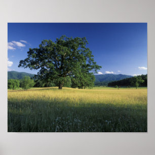 Poster États-Unis, Tennessee. Great Smokey Mountains 2