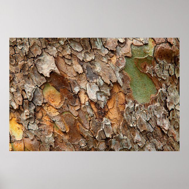 Poster États-Unis, Tennessee, Près De L'Écorce Sur Un Arb (Devant)