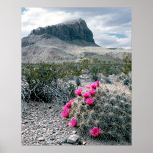 Poster États-Unis, Texas, Big Bend National Park. Florais