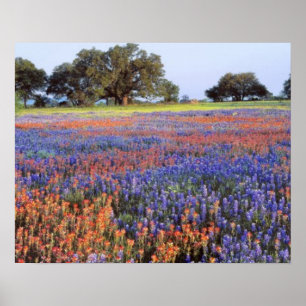 Poster États-Unis, Texas, Llano. Bluebonnets et redbonnet
