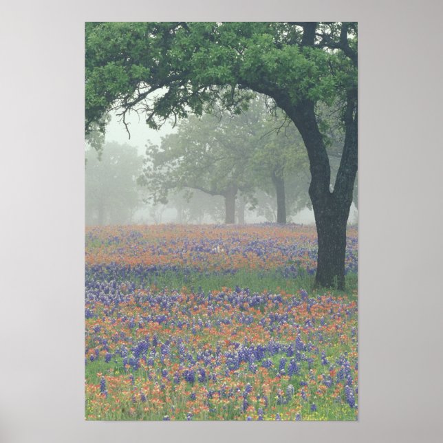 Poster États-Unis, Texas. Pinceau du Texas et bleuets (Devant)