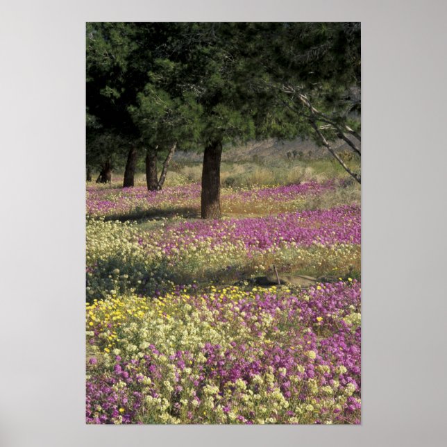 Poster États-Unis, Texas, Sand Verbena et aux yeux Brown (Devant)