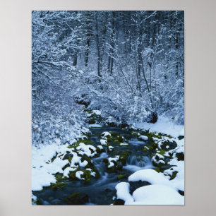 Poster États-Unis, Utah, forêt nationale de Wasatch-Catch