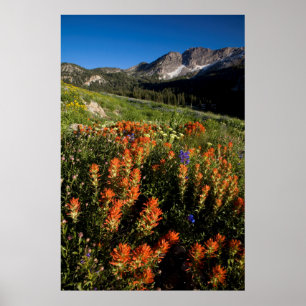 Poster États-Unis, Utah, Forêt nationale d'Uinta-Wasatch-