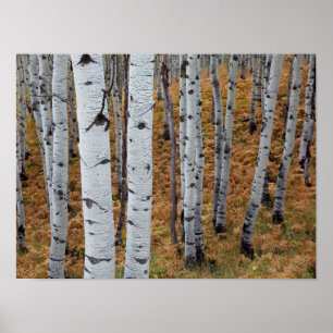 Poster États-Unis, Utah, Uinta-Wasatch-Cache National Fo