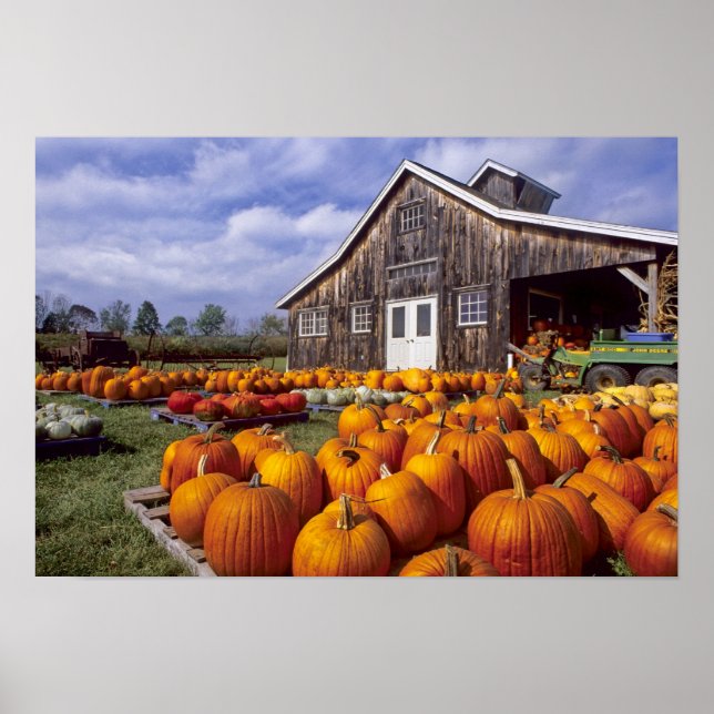 Poster États-Unis, Vermont, Shelbourne, Citrouille (Devant)