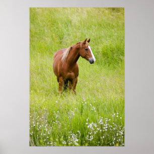 Poster États-Unis, Washington, Cheval dans un champ print