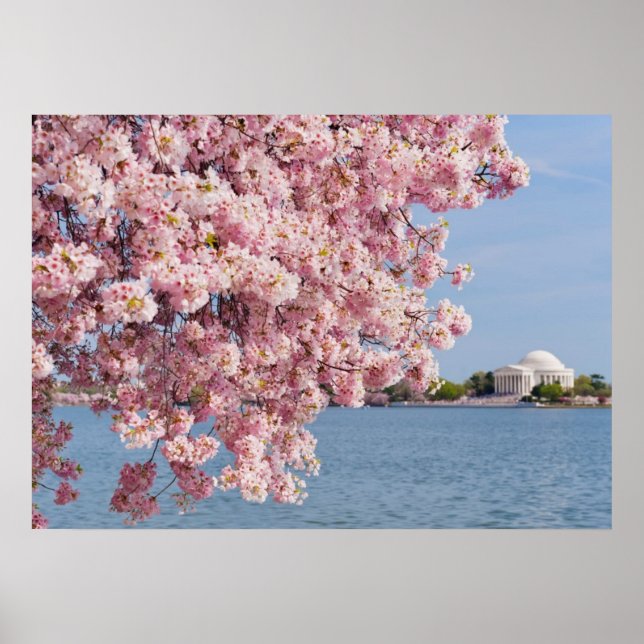 Poster États-Unis, Washington DC, Cherry tree (Devant)